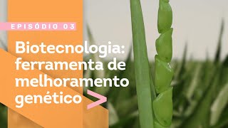 Biotecnologia: ferramenta de melhoramento genético - Episódio 3