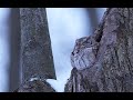 Eastern Screech Owl Calling It S Mate And Responding Call Backs