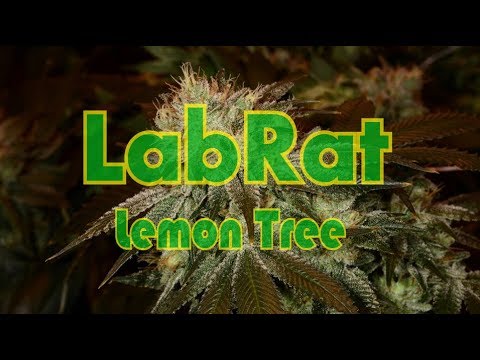 LabRat - Lemon Tree