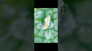 Download lagu Whiteflies emerge from Pupal stage #pestcontrol #entomologist #entomologist #life #whitefly mp3 Download lagu Whiteflies emerge from Pupal stage #pestcontrol #entomologist #entomologist #life #whitefly mp3