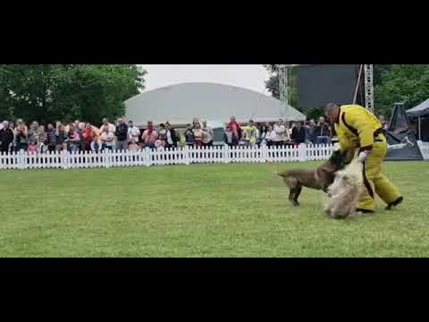 Demonstratie Expo Arad 2022 Adi Nikarad