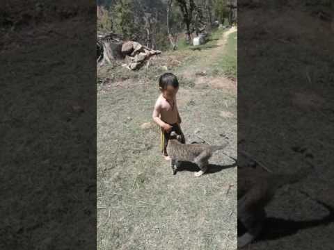 Cat nd zaid bin shuaib(1)