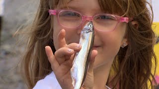 Capelin roll delights crowd at Middle Cove during annual spectacle