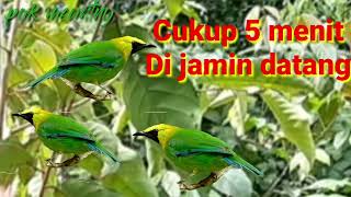 Download lagu suara pikat cak ranting paling ampuh mp3