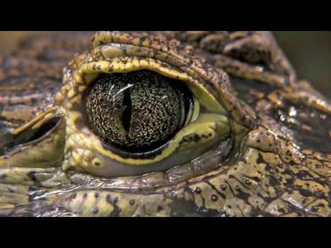 These Eyes Feat. Dr. Disto