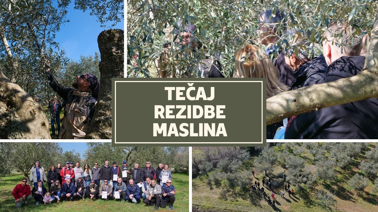 Praksa u masliniku