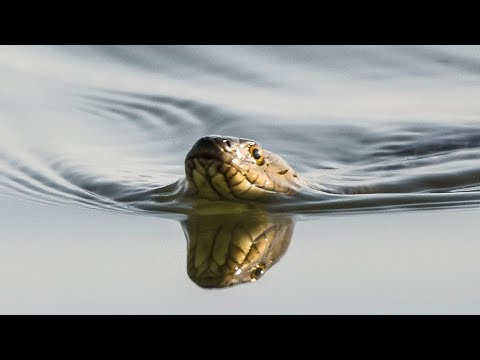 Video tu sabo anekua ata bosto ase aapunalukeu dekhi asorit hoi jbo.😳ru comment t jonabo ki dkhile.