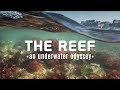 The Reef – nurkowanie na rafie kredowej w północnym Norfolk – nurkowanie w Wielkiej Brytanii
