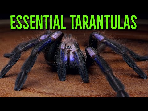 The ULTIMATE Tarantula Wishlist – 10 Species You Can’t Miss!