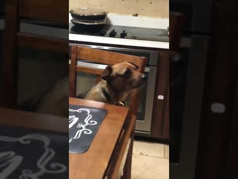 Sir Bernie-Wayne  at the table