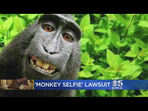 Federal Appeals Court Hears Copyright Case Over Monkey Selfies