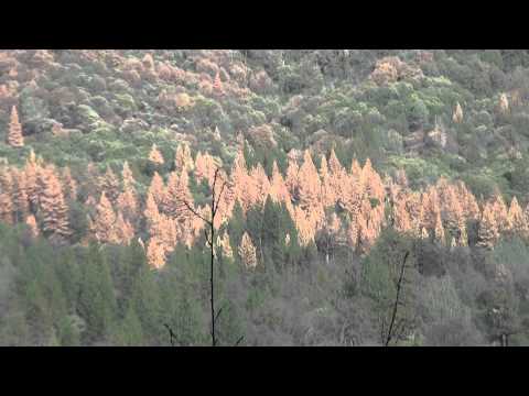 Drought Pine Tree Death 2 2015