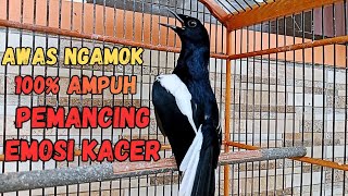 Download lagu PANCINGAN EMOSI KACER BIKIN KACER LAIN LANGSUNG GACOR TARUNG DAN BUKA EKOR DI JAMIN AMPUH JOSS mp3