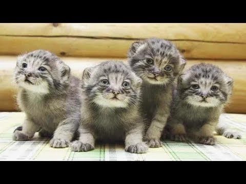 The farmer found abandoned kittens, but it turned out that they were worth a fortune