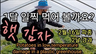 조기수확 햇감자 이야기 Potatoes that can be harvested early in the gre…