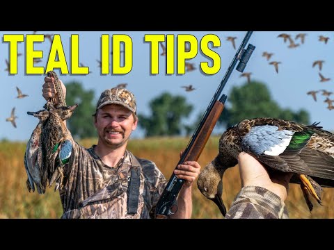 Early Teal Season Identification Tips | How to ID Teal Early Season