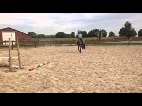 Diaconda (3-jarige merrie. Diarado x Carthago x Contender)