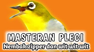 Download lagu MASTERAN PLECI nembak zipper dan wit wit wit plus pleci betina ngecal. mp3 Download lagu MASTERAN PLECI nembak zipper dan wit wit wit plus pleci betina ngecal. mp3