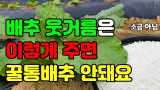 김장배추비료 15일 이내에 이렇게 줘야 굵고 크게 맛있는 배추 됩니닺