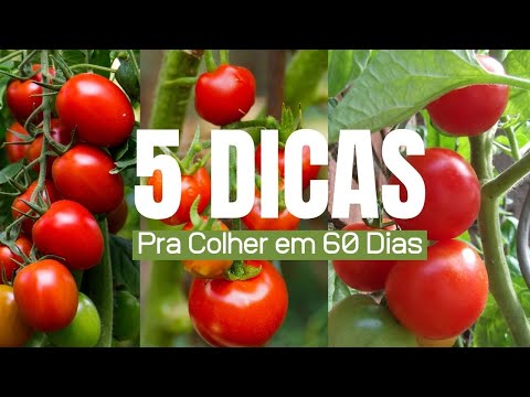 , title : '5 DICAS INFALÍVEIS Para produzir Muito Tomates em 60 Dias, No solo ou no Vaso!'