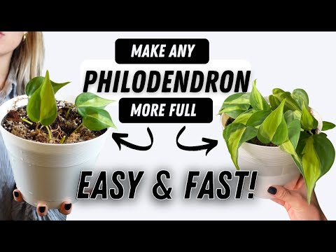, title : 'How To Propagate Philodendron Houseplants to Be More Full! EASY | GROW HUGE PHILO PLANTS AT HOME'