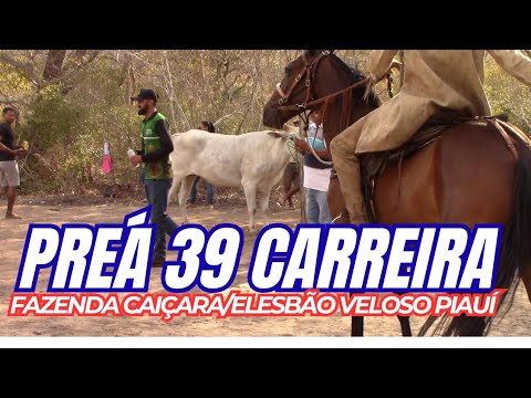 39ª Carreira do boi Preá com Vaqueirama de Coivaras-PI#boinamoita