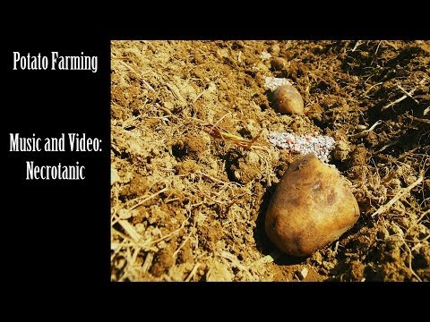 Super Fast Potato Farming!