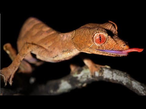 The Top 10 most Trickiest Animals in the world / Best Sneakiest animals in the world