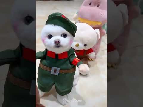 OMG So Cute  Funny Cats and Dogs Part 76 1080p