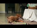 Miniature Poodle dogs for sale: Freeda - Video 1