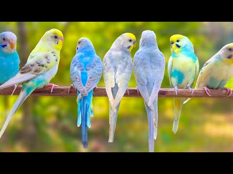 8 Hours of Peaceful Cookie Budgie Sounds for Stress Relief