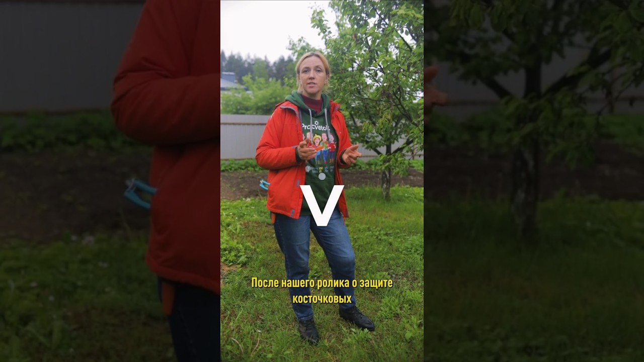 Вот, что будет, если пропустить одну важную обработку вишни и сливы! Дерево увядает прямо на глазах