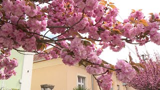 Virágdíszben a Temesvár utca