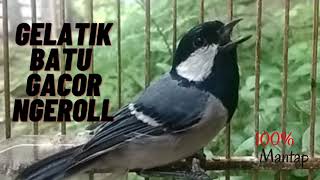 Download lagu PANCINGAN BURUNG GELATIK BATU GACOR DAN EMOSI mp3