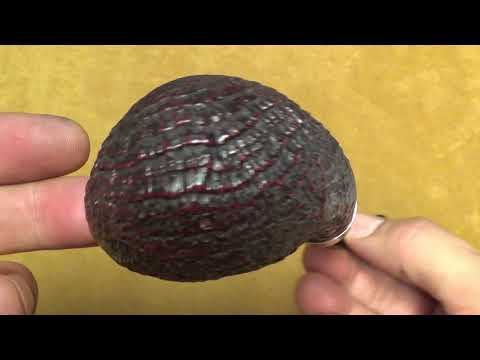 Pipa Peterson Standard System Large Sandblast B42 “Darwin“