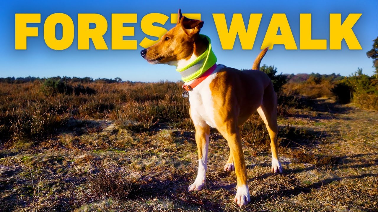 Dog TV for Dogs 🐾 Peaceful Dog Walk through Ancient Woodland 🌳 Nature Sounds 4K HDR