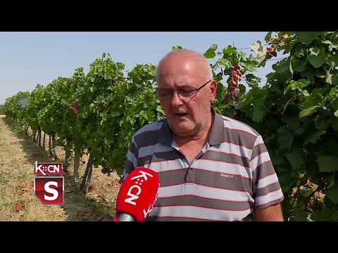 Nova vinarija u Šidu