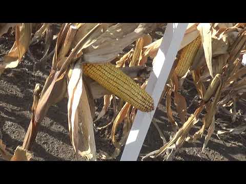 Dekalb, DKC3939, kukorica, Szántóföldi Napok, 2018., v180920-1-182