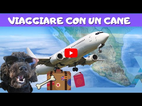 Viaggiare con il tuo cane