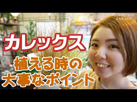 ゼブラグラス、ポーキュパイングラス 植物