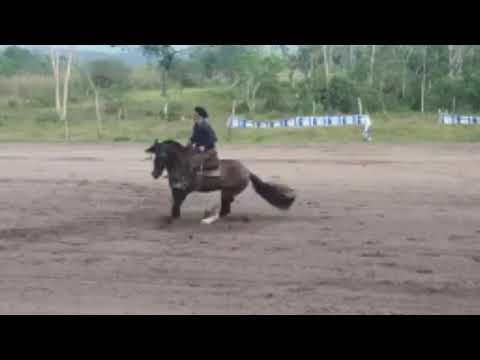 Lote 12   Garboso do Recanto Crioulo