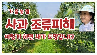 사과 조류피해  이렇게 하면 새가 도망갑니다.[사과재배]