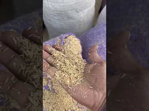 Organic rice husk, packaging type: loose