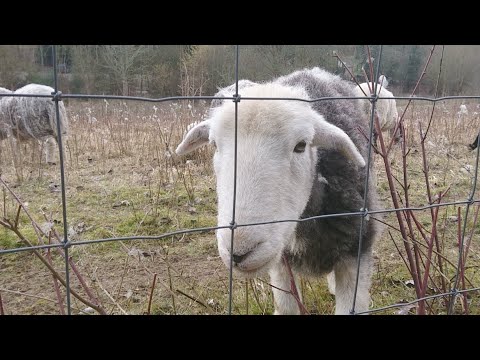 Walking about in New Addington Live! 28/02/2021 - Mobile Stream (171)