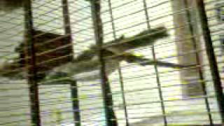 Cicak Rowo Atambua Ntt