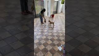 Chippiparai Puppies Videos