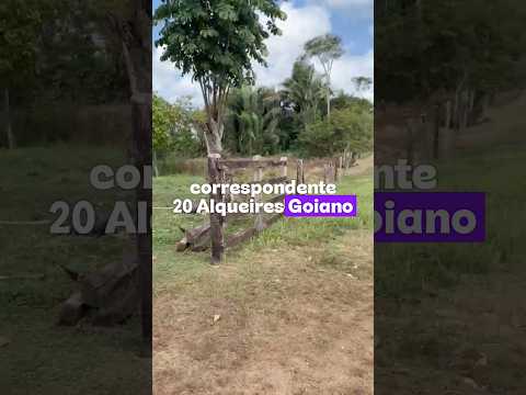 Terra abaixo do preço 100 ha no Maranhão