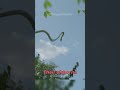 Chrysopelea The Snake That Can FLY 🪽
