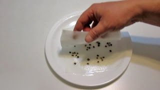 5 Ways to Cold Stratify Seeds | Plus Easy Seed Scarification Technique!