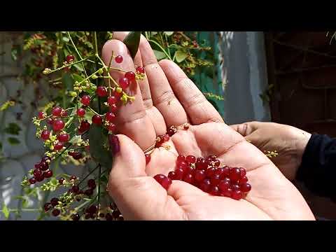 Peelu fruits khany ka sahee tareeqa